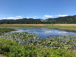 Black Rock Slough Enhancement Project